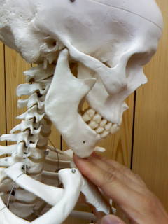 頸椎の屈曲、うつむく動作、関節可動域は70度
