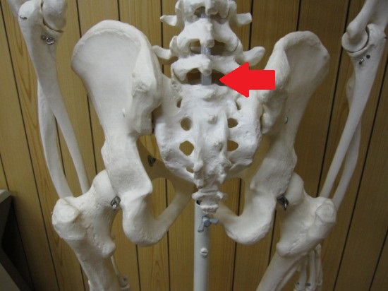 腰仙関節、骨格模型、背部からの図