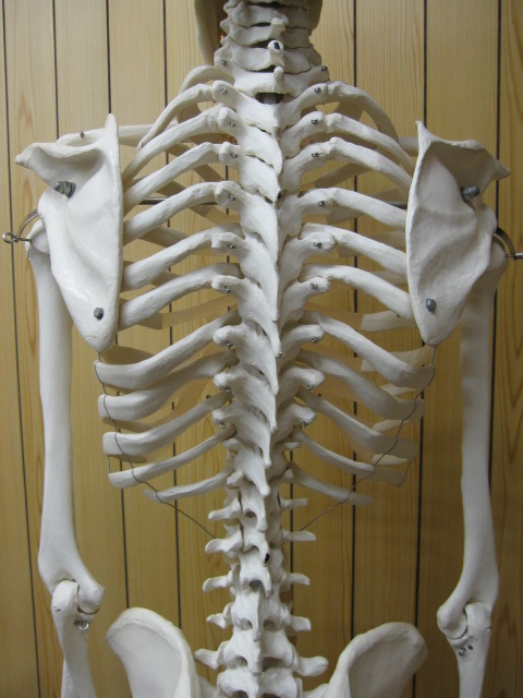 背骨、骨格模型