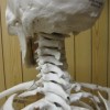 頭蓋骨、頸椎、靭帯模型