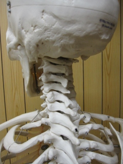 頭蓋骨、頸椎、靭帯模型