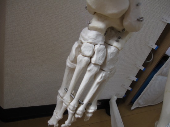 骨格模型、足関節