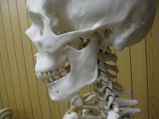 骨格模型、頭蓋骨、頚部