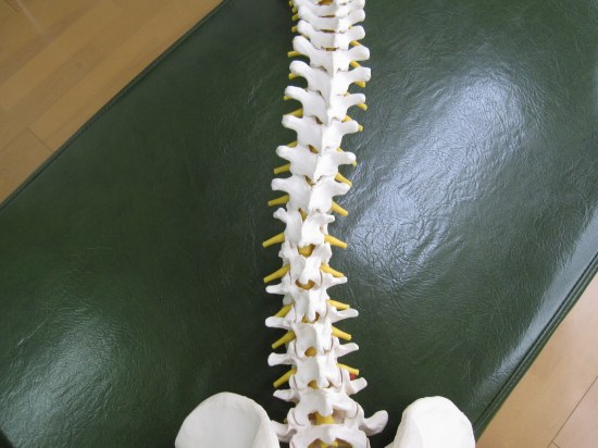 背骨・骨盤の骨格模型