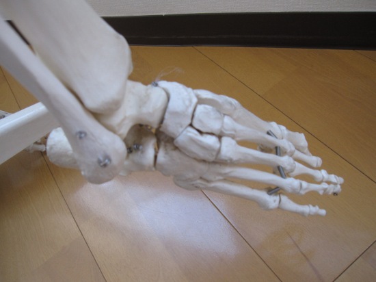 足の骨格模型 