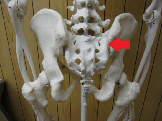 仙腸関節、仙骨と腸骨をつなぐ関節