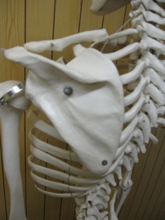 肩甲骨、背中の骨格