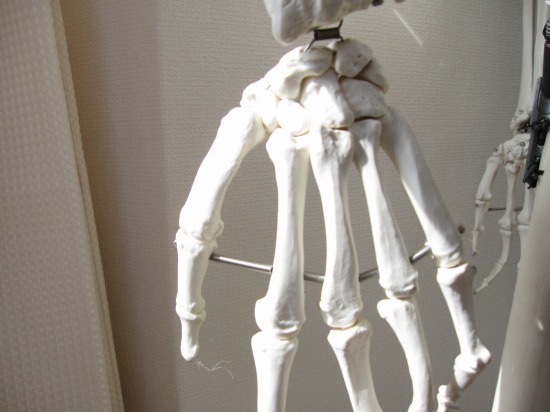手首、骨格、関節、模型