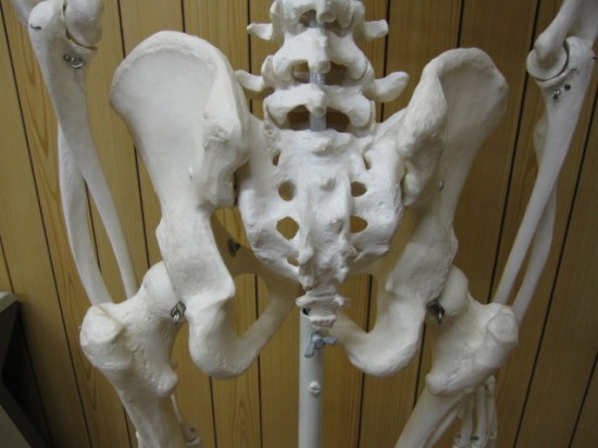 腰骨、腰椎、背骨、骨格、骨盤