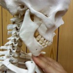 頸椎の屈曲、うつむく動作、関節可動域は70度