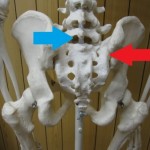 骨盤,仙腸関節,腰仙関節,背骨,椎骨